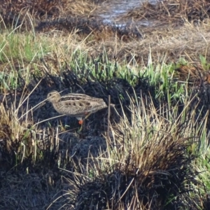 Gallinago hardwickii at Fyshwick, ACT - 5 Oct 2018