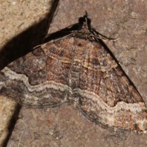 Epyaxa subidaria at O'Connor, ACT - 9 Sep 2018