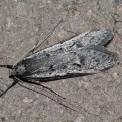 Philobota stella (A concealer moth) at O'Connor, ACT - 10 Sep 2018 by PeteWoodall