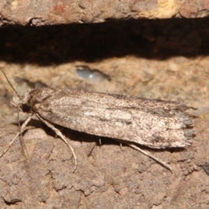 Oecophoridae provisional group 5 at O'Connor, ACT - 10 Sep 2018 09:31 PM