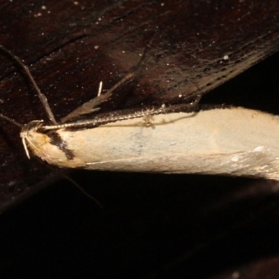 Philobota protecta (A concealer moth) at O'Connor, ACT - 12 Sep 2018 by PeteWoodall