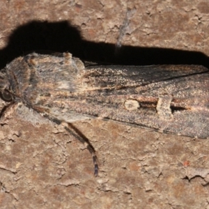 Agrotis infusa at O'Connor, ACT - 12 Sep 2018