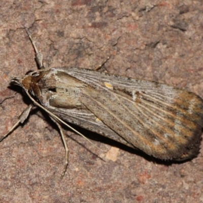 Lygephila fallax (Double-spotted Snout) at O'Connor, ACT - 12 Sep 2018 by PeteWoodall