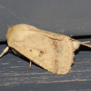 Helicoverpa punctigera at O'Connor, ACT - 14 Sep 2018