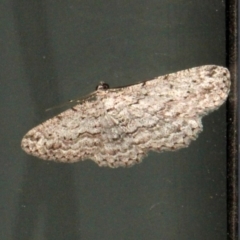 Psilosticha absorpta (Fine-waved Bark Moth) at O'Connor, ACT - 14 Sep 2018 by PeteWoodall