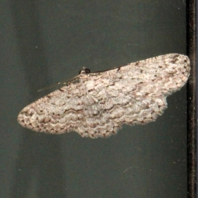 Psilosticha absorpta (Fine-waved Bark Moth) at O'Connor, ACT - 14 Sep 2018 by PeteWoodall