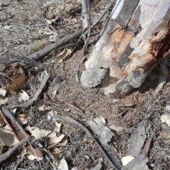 Papyrius nitidus (Shining Coconut Ant) at Jerrabomberra, ACT - 5 Oct 2018 by Mike