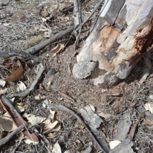 Papyrius nitidus at Jerrabomberra, ACT - 5 Oct 2018