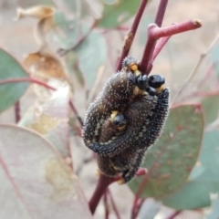 Perga sp. (genus) (Sawfly or Spitfire) at Jerrabomberra, ACT - 4 Oct 2018 by Mike