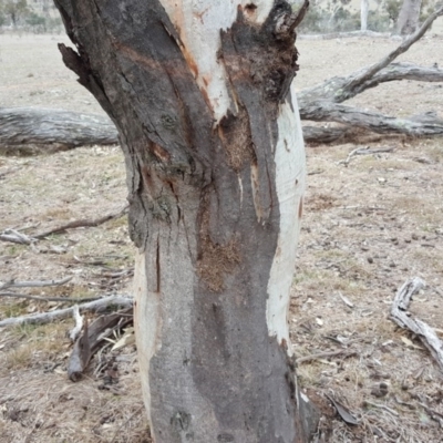 Papyrius nitidus (Shining Coconut Ant) at Jerrabomberra, ACT - 5 Oct 2018 by Mike