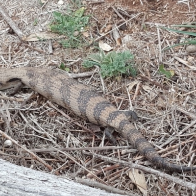 Tiliqua scincoides scincoides (Eastern Blue-tongue) at Jerrabomberra, ACT - 5 Oct 2018 by Mike