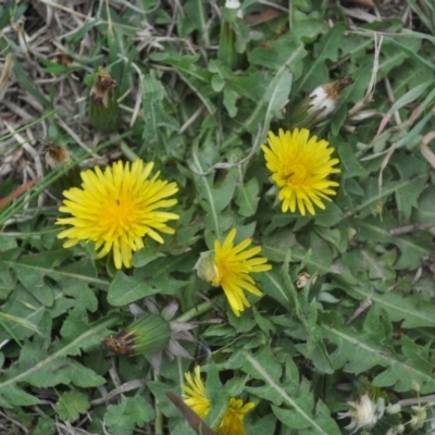 Taraxacum sp. (Dandelion) at Griffith, ACT - 5 Oct 2018 by ianandlibby1