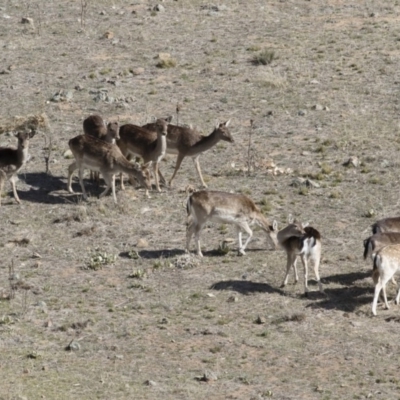 Dama dama (Fallow Deer) at Michelago, NSW - 24 Sep 2018 by Illilanga