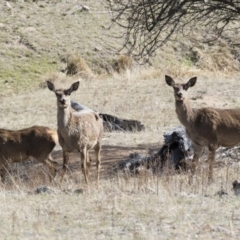 Cervus elaphus (Red Deer) at Michelago, NSW - 24 Sep 2018 by Illilanga