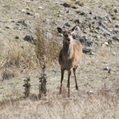 Cervus elaphus at Michelago, NSW - suppressed