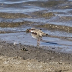 Charadrius melanops (Black-fronted Dotterel) at Michelago, NSW - 23 Sep 2018 by Illilanga