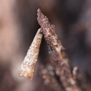 Lepidoscia (genus) IMMATURE at Michelago, NSW - 10 Sep 2018