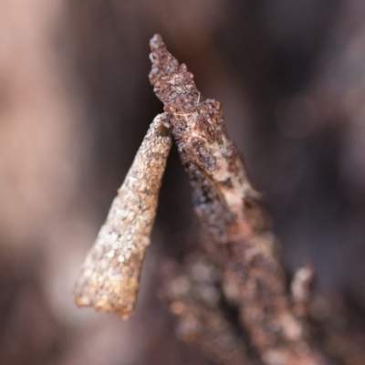 Conoeca or Lepidoscia (genera) IMMATURE (Unidentified Cone Case Moth larva, pupa, or case) at Michelago, NSW - 10 Sep 2018 by Illilanga