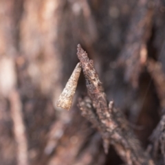 Lepidoscia (genus) IMMATURE at Michelago, NSW - 10 Sep 2018