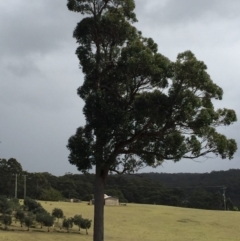 Eucalyptus globoidea (White Stringybark) at Cuttagee, NSW - 7 Oct 2018 by loumcc