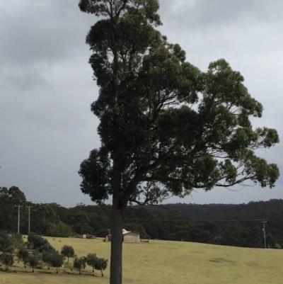 Eucalyptus globoidea (White Stringybark) at Cuttagee, NSW - 8 Oct 2018 by loumcc