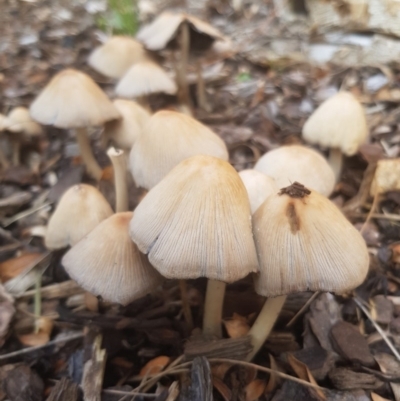 Coprinellus etc. (An Inkcap) at Holder, ACT - 5 Oct 2018 by mckoerber