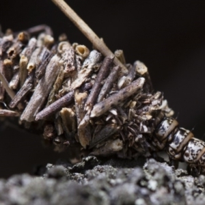 Psychidae (family) IMMATURE at Michelago, NSW - 5 Nov 2017 12:44 PM