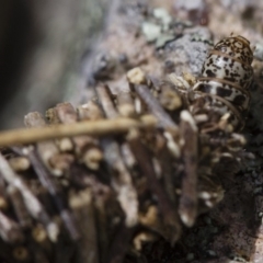 Psychidae (family) IMMATURE at Michelago, NSW - 5 Nov 2017