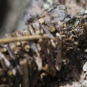 Psychidae (family) IMMATURE at Michelago, NSW - 5 Nov 2017