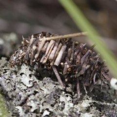 Psychidae (family) IMMATURE at Michelago, NSW - 5 Nov 2017