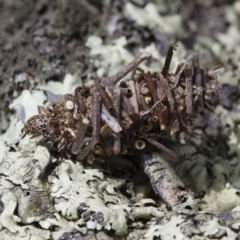 Psychidae (family) IMMATURE at Michelago, NSW - 5 Nov 2017 12:44 PM