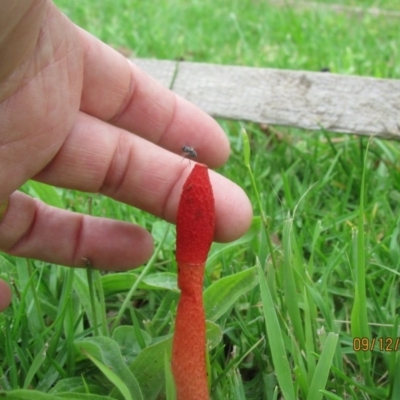 Phallus rubicundus (Phallus rubicundus) at Wolumla, NSW - 8 Dec 2013 by PatriciaDaly