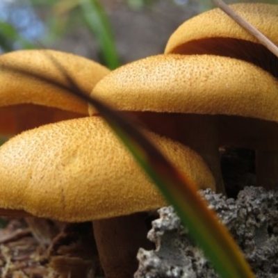 Gymnopilus junonius (Spectacular Rustgill) at Pambula, NSW - 16 May 2014 by Teresa