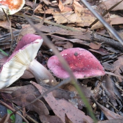 Russula persanguinea (Russula persanguinea) at Pambula, NSW - 16 May 2014 by Teresa