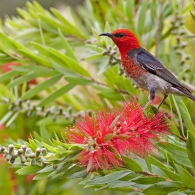 Myzomela sanguinolenta (Scarlet Honeyeater) at Wallagoot, NSW - 12 Jan 2015 by Will