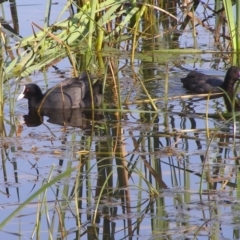 Fulica atra (Eurasian Coot) at Bermagui, NSW - 29 Mar 2012 by Angel