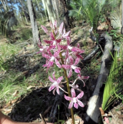 Dipodium variegatum (Blotched Hyacinth Orchid) at Bermagui, NSW - 30 Mar 2012 by MichaelMcMaster