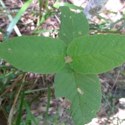 Pomaderris aspera (Hazel Pomaderris) at Bermagui, NSW - 29 Mar 2012 by JohnTann