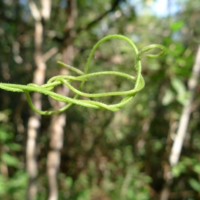 Cassytha pubescens (Devil's Twine) at Bermagui, NSW - 30 Mar 2012 by JohnTann