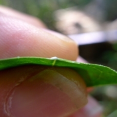 Leichhardtia rostrata (Milk Vine) at Bermagui, NSW - 29 Mar 2012 by JohnTann