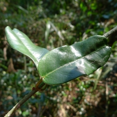 Marsdenia flavescens (Hairy Milk Vine) at Bermagui, NSW - 29 Mar 2012 by JohnTann