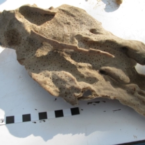 PORIFERA (phylum) at Bermagui, NSW - 30 Mar 2012 12:00 AM