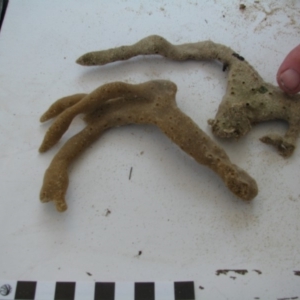 PORIFERA (phylum) at Bermagui, NSW - 30 Mar 2012 12:00 AM
