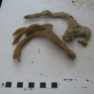 PORIFERA (phylum) at Bermagui, NSW - 30 Mar 2012 12:00 AM
