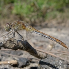 Diplacodes bipunctata (Wandering Percher) at Bermagui, NSW - 30 Mar 2012 by RuthLaxton