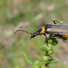 Chauliognathus lugubris (Plague Soldier Beetle) at Bermagui, NSW - 31 Mar 2012 by RuthLaxton