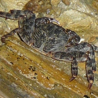 Cyclograpsus audouinii (Cyclograpsus audouinii) at Wallaga Lake, NSW - 29 Mar 2012 by MichaelMcMaster