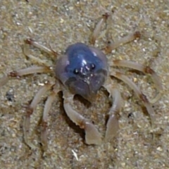 Mictyris longicarpus (Soldier Crab) at Wallaga Lake, NSW - 29 Mar 2012 by MichaelMcMaster