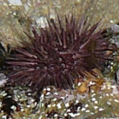 Heliocidaris erythrogramma (Sea Urchin) at Wallaga Lake, NSW - 29 Mar 2012 by MichaelMcMaster