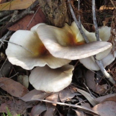 Omphalotus nidiformis (Ghost Fungus) at Pambula, NSW - 15 May 2014 by Teresa